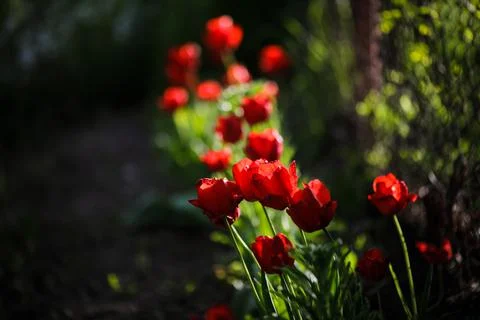 Shallow depth of field (selective focus) details with red tulips on a sunny s Stock Photos