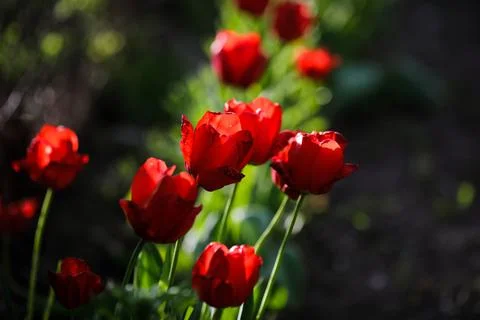 Shallow depth of field (selective focus) details with red tulips on a sunny s Stock-Fotos
