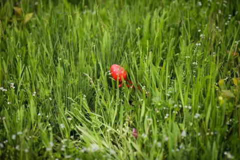 Shallow depth of field (selective focus) details with a red easter egg in the Stock Photos