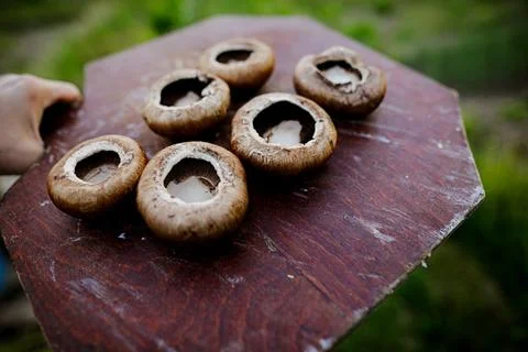 Shallow depth of field (selective focus) details with brown mushrooms (Agaric Foto stock