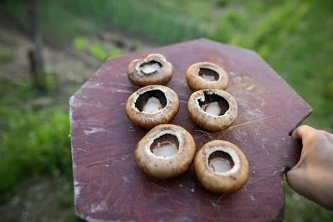 Shallow depth of field (selective focus) details with brown mushrooms (Agaric Stock Photos
