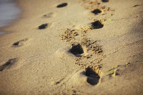 Shallow depth of field (selective focus) details with footprints in the beach Stock Photos