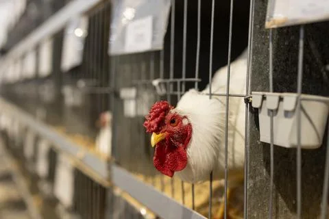 A shallow depth of field selective focus photo of a rooster sticking its head Stock Photos