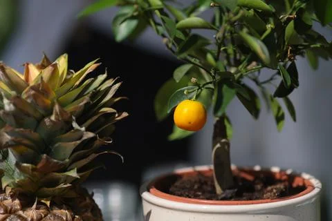 Shallow depth of field (selective focus) details with pineapple, lemons, li.. Stock Photos