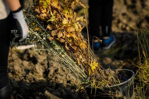 Shallow depth of field (selective focus) image with saplings of various tre.. Foto stock