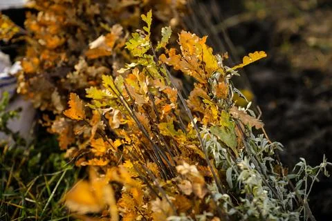 Shallow depth of field (selective focus) image with saplings of various tre.. Stock Photos