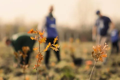 Shallow depth of field (selective focus) image with an oak sapling during a.. Stock Photos