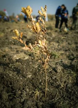 Shallow depth of field (selective focus) image with an oak sapling during a.. Foto stock