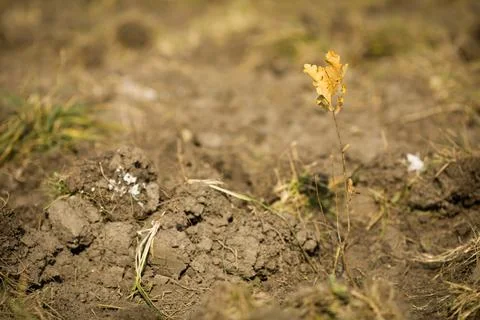 Shallow depth of field (selective focus) image with an oak sapling during a.. Stock Photos