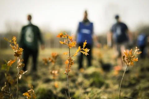 Shallow depth of field (selective focus) image with an oak sapling during a.. Foto stock