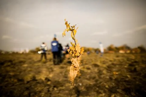 Shallow depth of field (selective focus) image with an oak sapling during a.. Stock Photos
