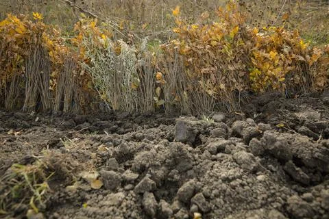 Shallow depth of field (selective focus) image with saplings of various tre.. Stock Photos