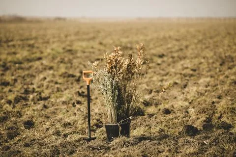 Shallow depth of field (selective focus) image with saplings of various tre.. Foto stock