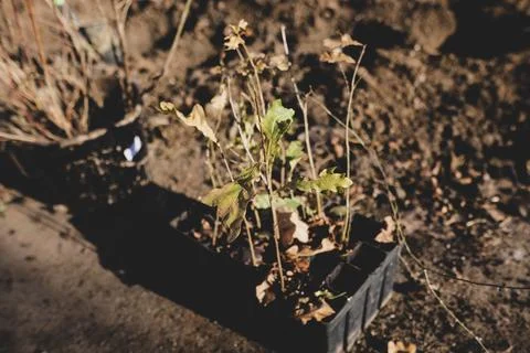 Shallow depth of field (selective focus) image with an oak sapling during a.. Stock Photos