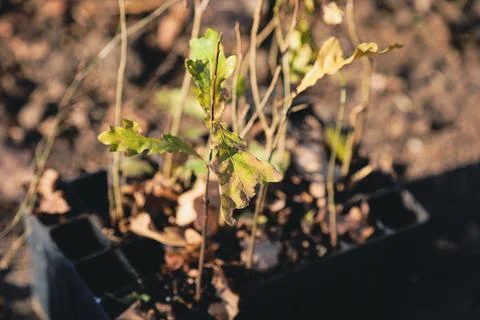 Shallow depth of field (selective focus) image with an oak sapling during a.. Stock Photos