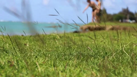 Shallow Depth of Field Shot of Beach Grass with Blurred Background Stock Footage 323236711