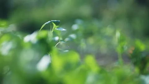 Shallow depth of field shot of green fresh plants in a garden with blurry green Stock Footage 248059020
