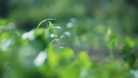 Shallow depth of field shot of green fresh plants in a garden with blurry green Stock Footage 248351903