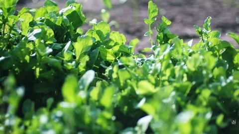 Shallow depth of field shot of green fresh plants in a garden with blurry green Stock Footage 248351934