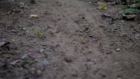 Shallow depth of field shot of leaf cutter ants crawling across a small path Stock Footage 92212781