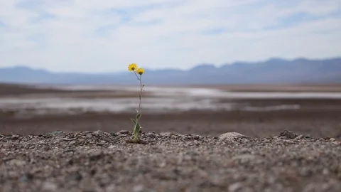 Shallow Depth Of Field Shot Of A Lone Yellow Flower Plant In Death Valley 스톡 동영상 117263364