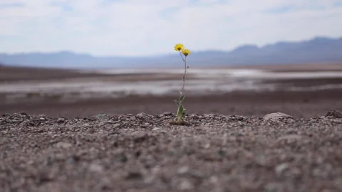 Shallow Depth Of Field Shot Of A Lone Desert Gold Flower Plant In Death Valley Stock Footage 147160760