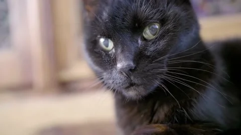 Shallow depth of field shot of an old black cat looking around the room Stock Footage 137457491