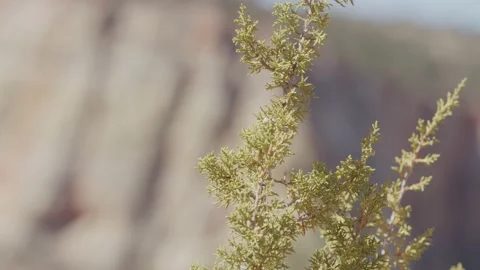 Shallow depth of field shot of pine needle branches in desert with red cliffs Stock Footage 227450220