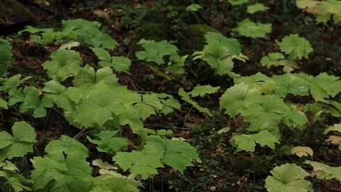Shallow depth of field shot of rain drops falling on forest floor plant leaves Vídeo Stock 76207126