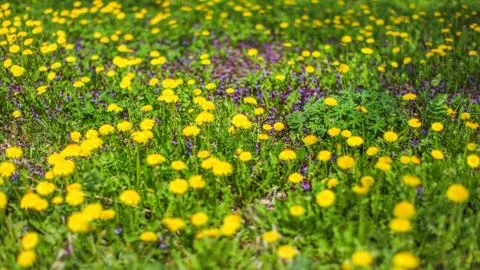 Shallow depth of field shot - spring meadow with yellow dandelions and blurre Stock Photos
