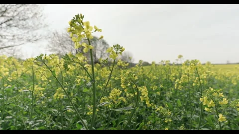 Shallow depth of field shot of Swedish rapeseed field swaying in the wind #2 Stock Footage 308299745
