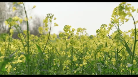 Shallow depth of field shot of Swedish rapeseed field swaying in the wind #1 Stock Footage 308300766