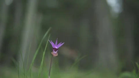 Shallow Depth-of-Field Slide towards Flower Stock-Footage 81846381