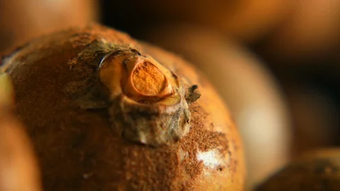 Shallow depth of field still macro shot of a coyol palm fruit, ready for Stock Footage 101689991