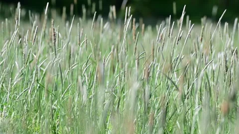 Shallow depth of field, tall grass in the wind Stock Footage 326217037