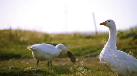 Shallow Depth of  field view of Geese. Vídeos de archivo 42909576