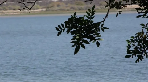 Shallow depth of field view of leafy branch with bay behind. Video stock 67557951
