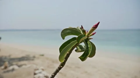 Shallow depth flower Slow Motion Stock Footage 57152397