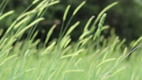 Shallow depth of focus in the grass - 4K - ProRes Stock Footage 154545546