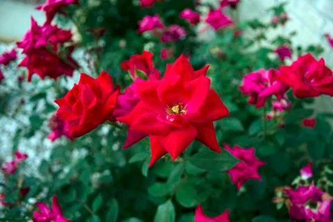 Shallow Depth Rose Bush Foto stock