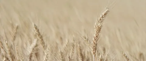 Shallow DOF bread wheat ear above others 4K scope footage Stock Footage 314694796
