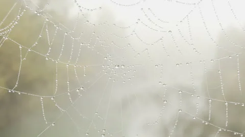 Shallow DOF cobweb on the wind 4K footage Stock Footage 145033018