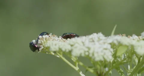 Shallow DOF dwarf elder plant and rose chafer 4K video Stock Footage 280798334