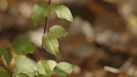 Shallow DOF leaves of tree sapling 4K video Stock Footage 225773014