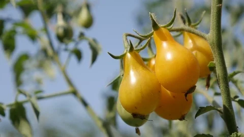 Shallow DOF of pear shaped vegetable on vines Stock Footage 80945768