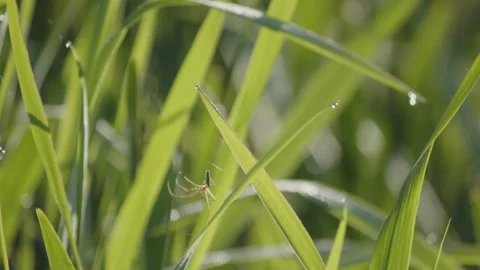 Shallow DOF Pholcus phalangioides spider close-up 4K video 動画素材 195517293