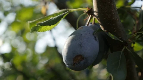 Shallow DOF of plum against sky Stock Footage