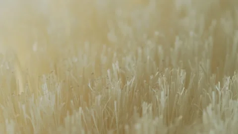 Shallow DOF pulling focus over brush fibers 4K video Stock Footage 184867357