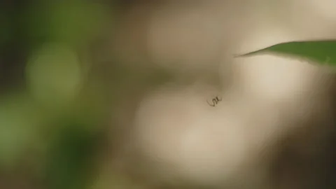 Shallow DOF tiny spider between leaves in the forest UHD 60fps video Stock Footage 195432665