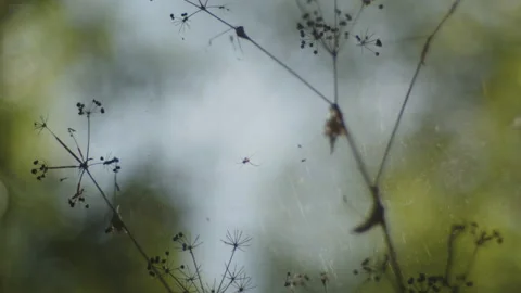 Shallow DOF tiny spider on complex net 4K video Stock Footage 220841178